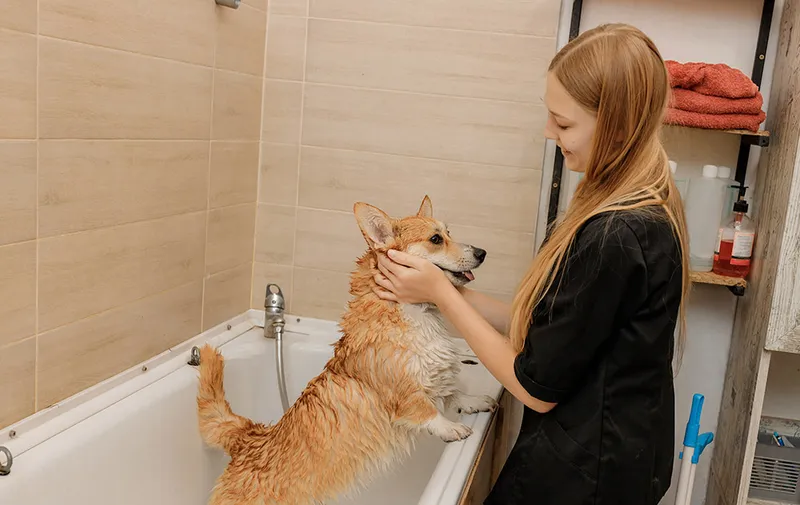groomer washing a welsh corgi dog in bath