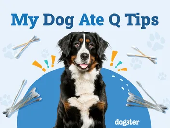 My Dog Ate Q Tips: Should I Be Worried? (Vet Answer)