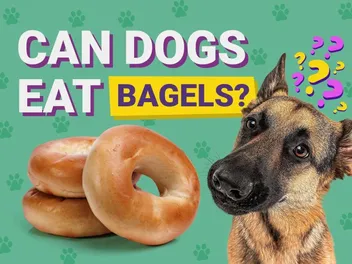 Can Dogs Eat Bagels? Vet-Verified Nutrition Facts & Health Risks