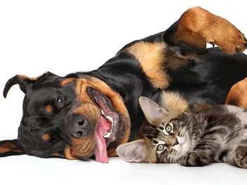 Are Rottweilers Good With Cats? Facts & FAQ