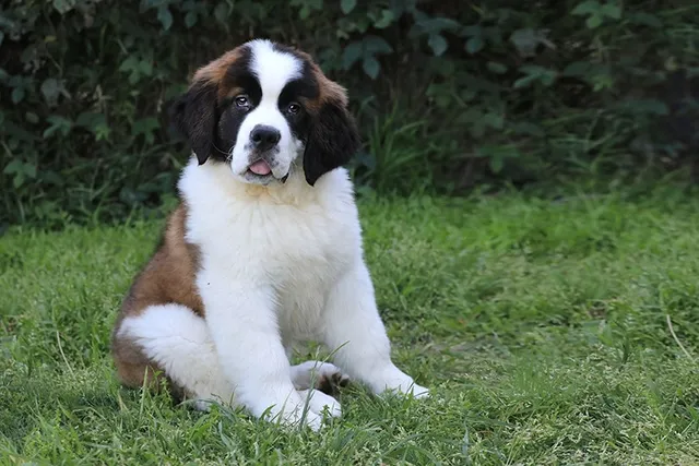 Mini Saint Bernard (Cocker Spaniel & Saint Bernard Mix): Info, Pictures, Care & More