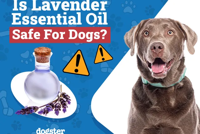 Is Lavender Essential Oil Safe for Dogs? Vet-Approved Facts & FAQ