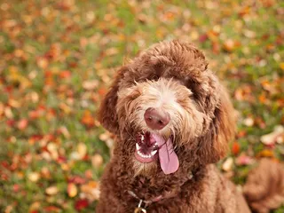 How Much Does a Labradoodle Shed? 10 Vet-Reviewed Grooming Tips