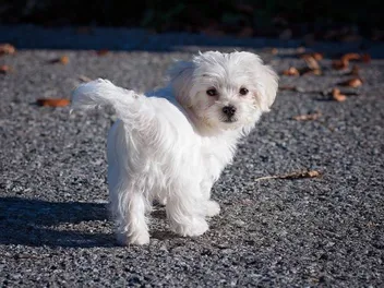 How Smart Is a Maltese Dog? Canine Intelligence Explained (Vet-Reviewed)