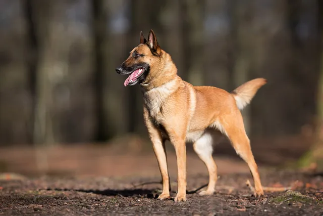 Belgian Malinois Price: 2026 Cost Guide