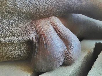 My Dog Only Has One Testicle: Is It a Problem? Our Vet Answers