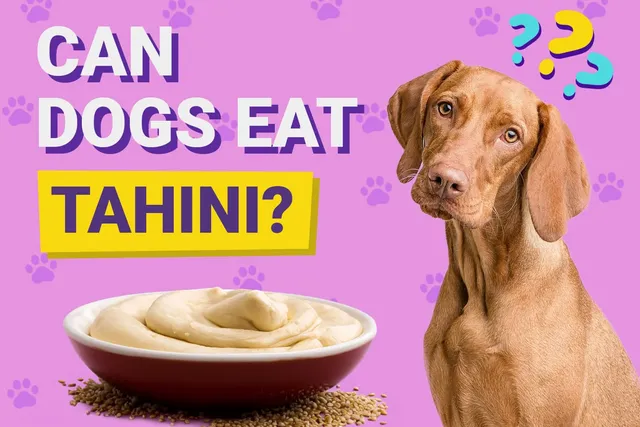 Can Dogs Eat Tahini? Vet-Verified Facts & FAQ