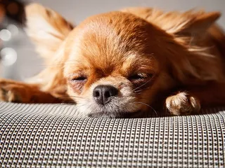 Dogs Snorting: Causes & Concerns Explained (Vet Answer)