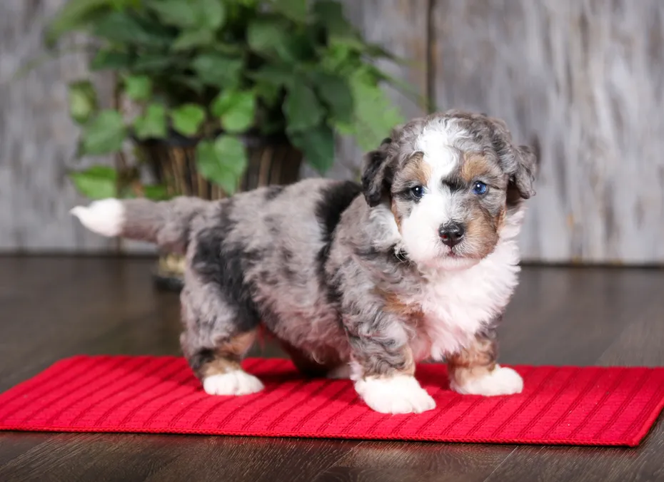 Blue Merle F2 Mini Bernedoodle puppy looking at camera