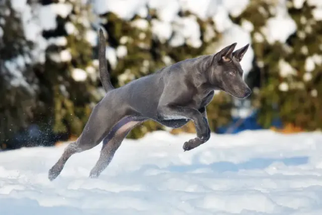 3 Different Types of Ridgeback Dogs: Info, Pictures & Origins