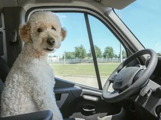 Double Doodle (Golden Doodle & Labradoodle Mix): Info, Pictures & Care