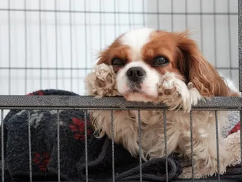 9 Best Crates for Small Dogs in 2026 - Reviews & Top Picks