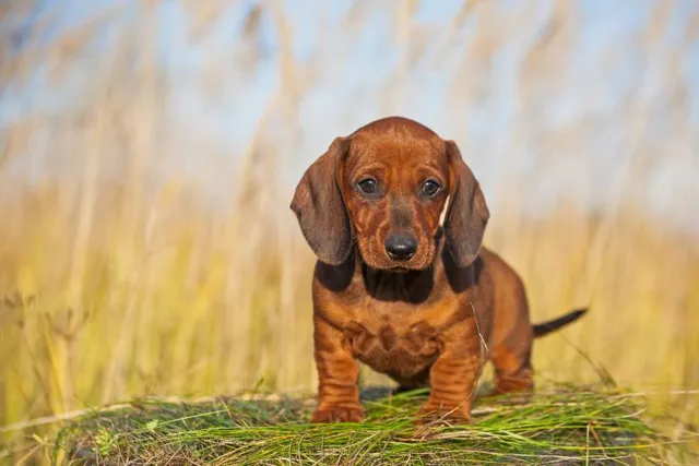 7 Dogs Prone to Diabetes: Vet-Verified Breed Health