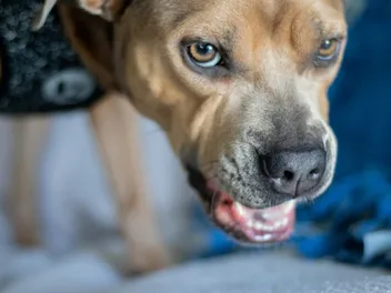 What to Do When Your Dog Bites Someone: 10 Vet-Approved Steps
