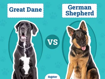 Great Dane vs German Shepherd: Notable Differences (With Pictures)