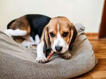 5 Best Bully Sticks for Puppies in 2026 - Reviews & Top Picks