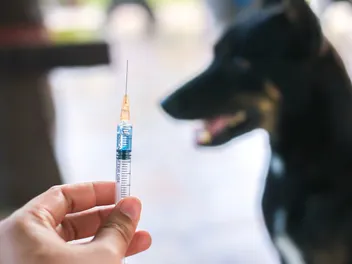 Can a Dog Get Two Rabies Shots in One Year? Vet-Verified Vaccine Info