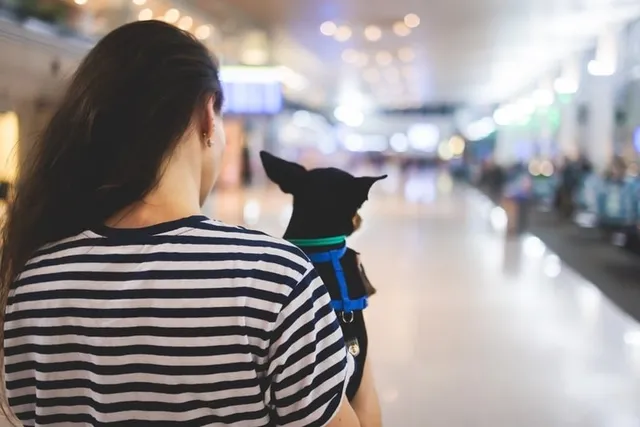Flying With an Anxious Dog: 9 Vet-Approved Tips
