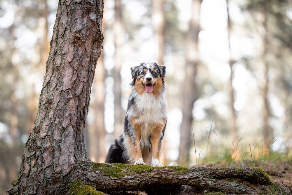 blue-merle-australian-shepherd-in-the-forest