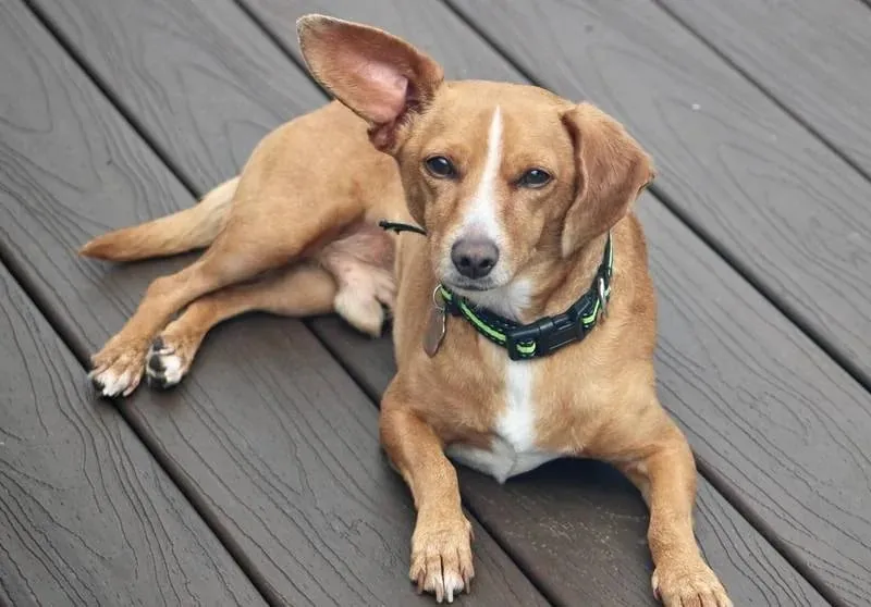 Chiweenie