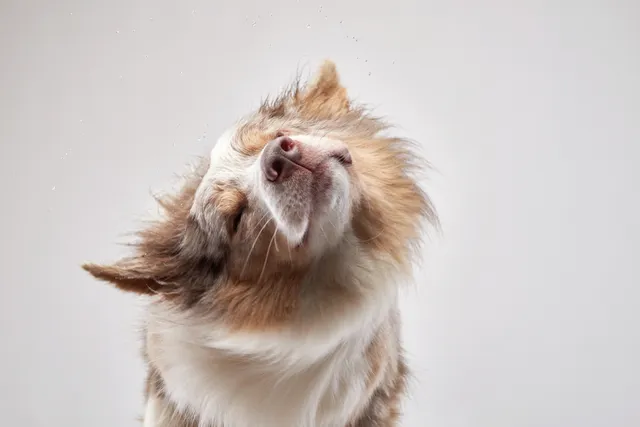 Why Does My Dog Shake His Head? 8 Vet-Verified Reasons