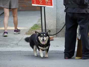 Shiba Inu Corgi Mix Dog Breed: Info, Pictures, Care & More