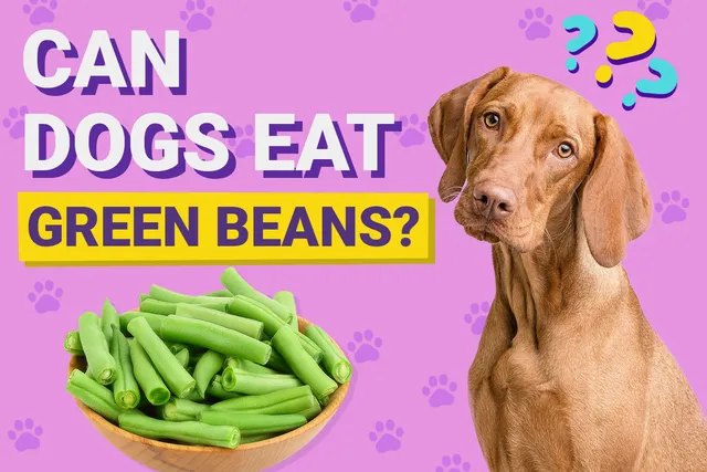 Can Dogs Eat Green Beans? Vet-Approved Feeding Facts