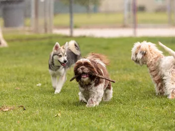 7 Cool Off-Leash Dog Parks Near Berkeley, CA (2026 Update)