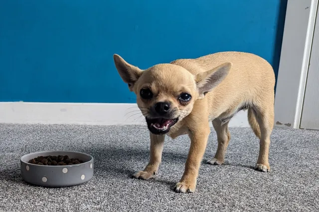 Doggy Mealtime Antics: Food Fights With Fred