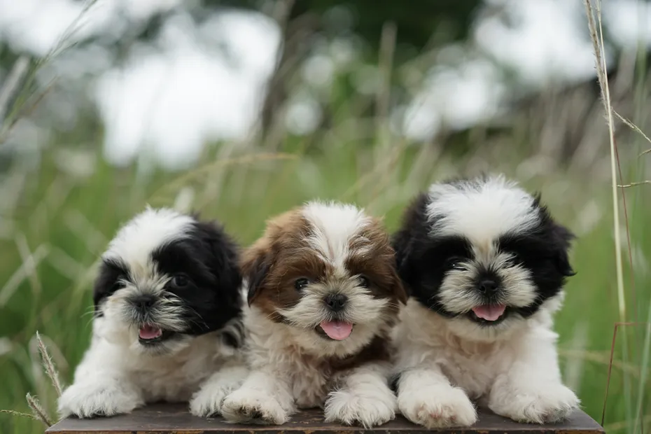 shih tzu puppies lying outdoor