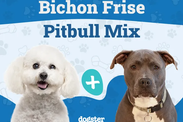 Bichon Pitbull Mix Breed: Info, Pictures, Temperament & More