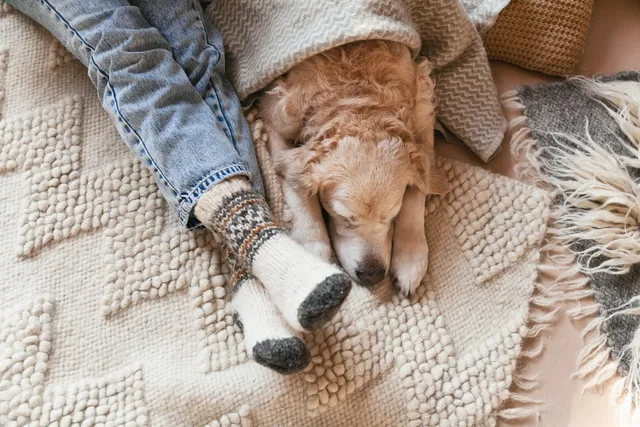 Can Dogs' Legs Fall Asleep? Vet-Verified Facts & FAQ