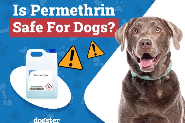 Is Permethrin Safe for Dogs? Our Vet Explains