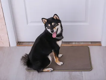 11 Signs Your Dog Wants to Go for a Walk: What to Watch-Out For