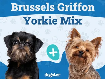 Griffonshire (Brussels Griffon & Yorkie Mix): Info, Pictures, Care & Traits