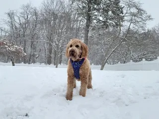 English Goldendoodle: Info, Pictures, Care & More