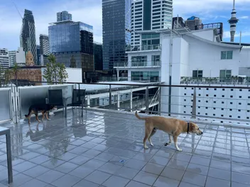 Rural Dogs, City Living: An Unexpected Adventure With Rosa & Mac