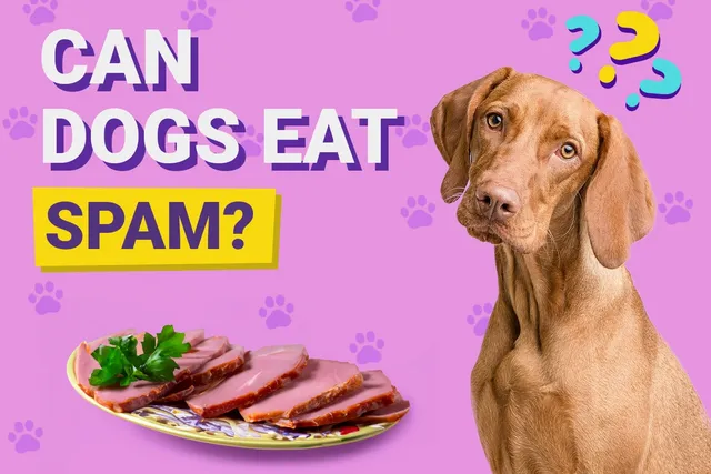 Can Dogs Eat Spam? Vet-Verified Nutritional Facts & FAQ