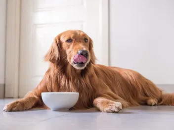 10 Facts About a Dog's Digestive System: Vet Approved Guide