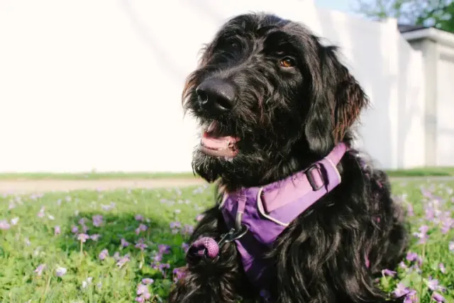 Black Goldendoodle: Info, Pictures, Origin & History