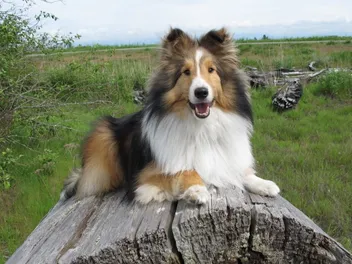 8 Adorable Sheltie Haircuts & Grooming Styles (With Pictures)