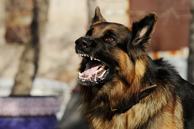 How Long Can a Dog Live With Rabies? Vet-Reviewed Risks & Dangers