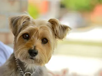 Carkie (Cairn Terrier & Yorkshire Terrier Mix): Info, Pictures & Care
