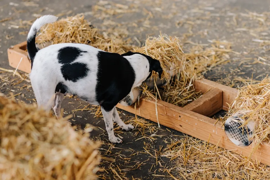 terrier dog competing in barn hunt sport scent hunting