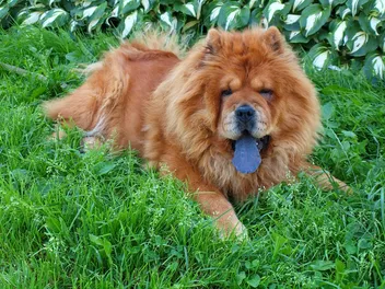 20 Dog Breeds With Blue Tongues (With Pictures)