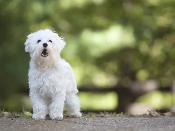 Do Dogs Have Different Barks? 4 Vet-Approved Types With Videos