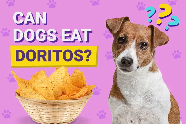 Can Dogs Eat Doritos? Vet-Reviewed Facts & FAQ