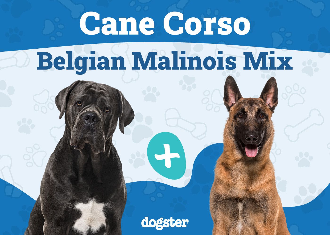 Does a Cane Corso Belgian Malinois Exist? History & Temperament