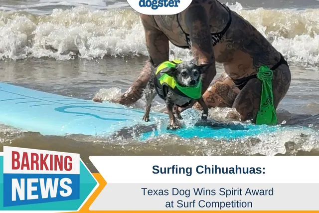 Surfing Chihuahuas: Texas Dog Wins Spirit Award at Surf Competition