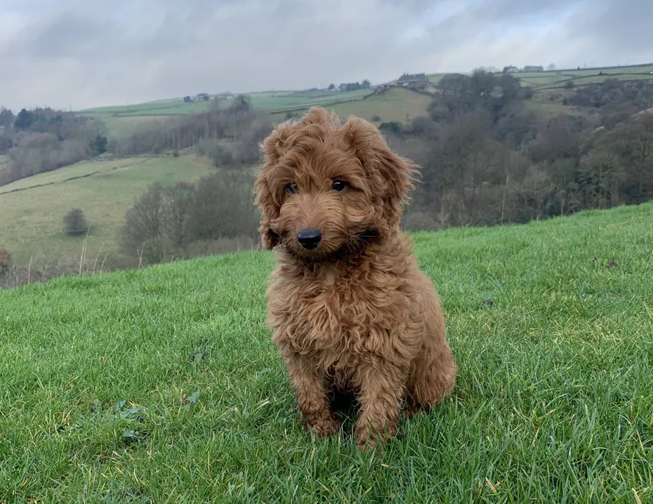 cockapoo sitting on grass